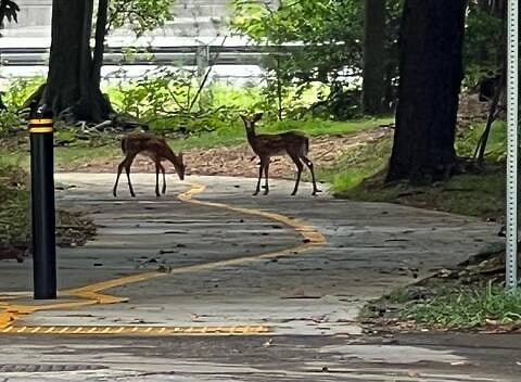 Sylvia and Jack Redic Scenic Walkway