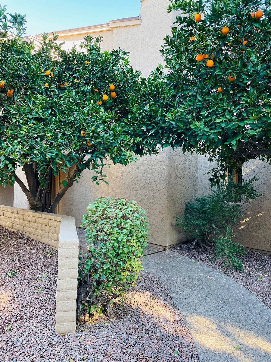 Quiet private entrance to our unit. In December and January oranges are in season and available for picking!