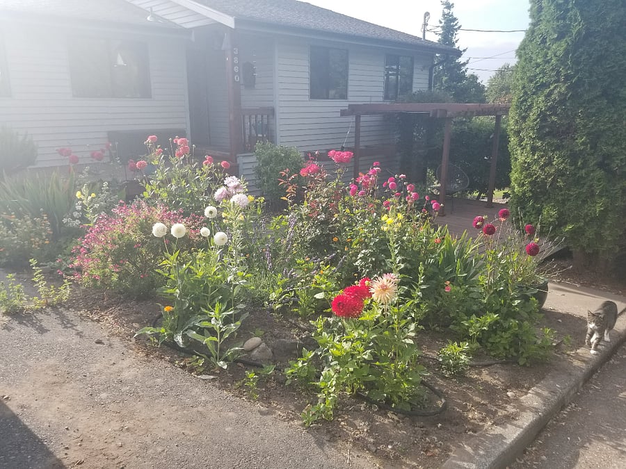 Dahlia Garden is in Full Bloom