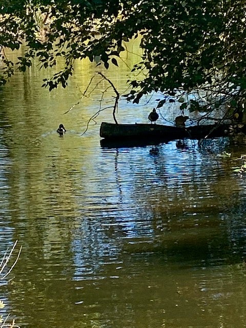 Backyard wetlands
