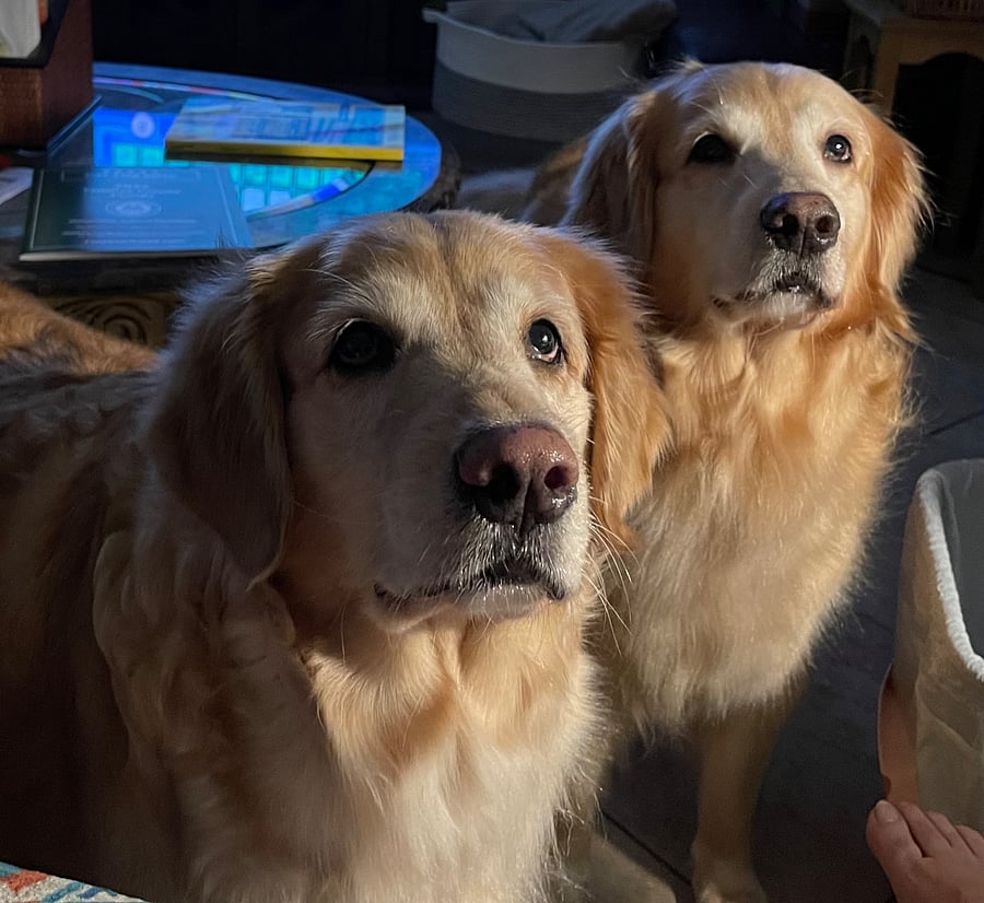 My sweet goldenst