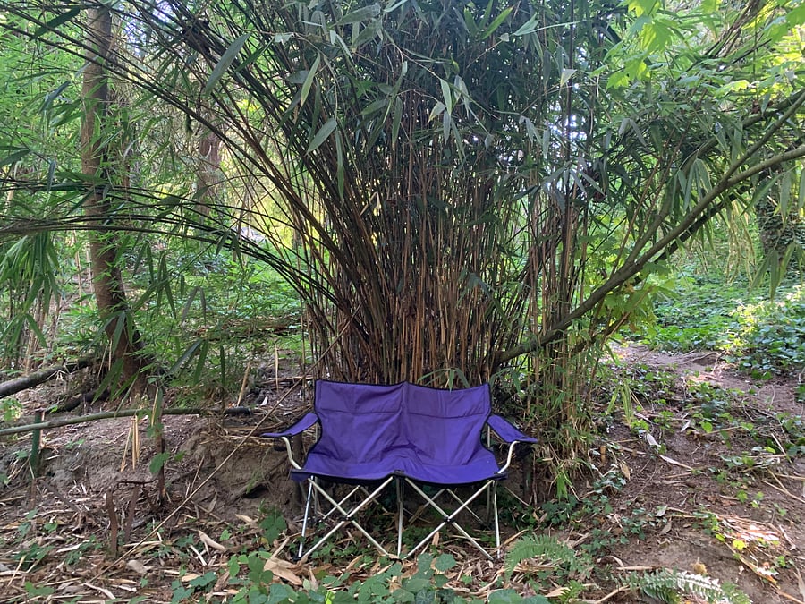Bamboo