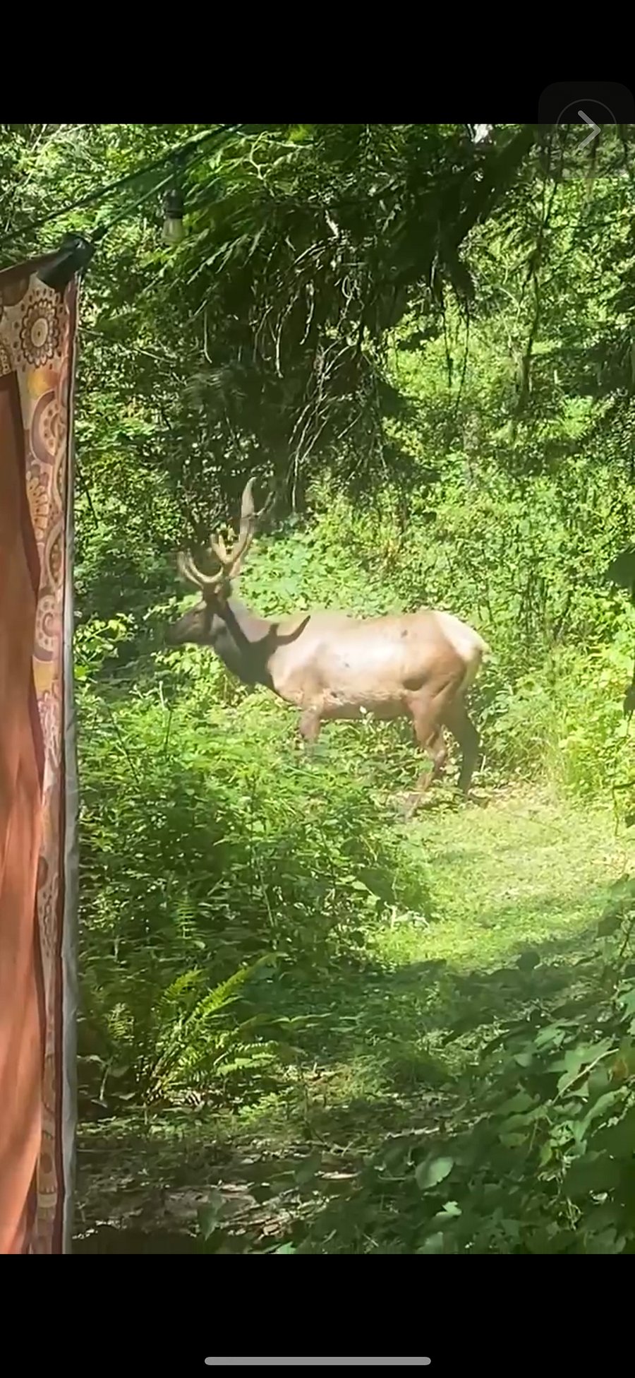 Elk- this was taken last week