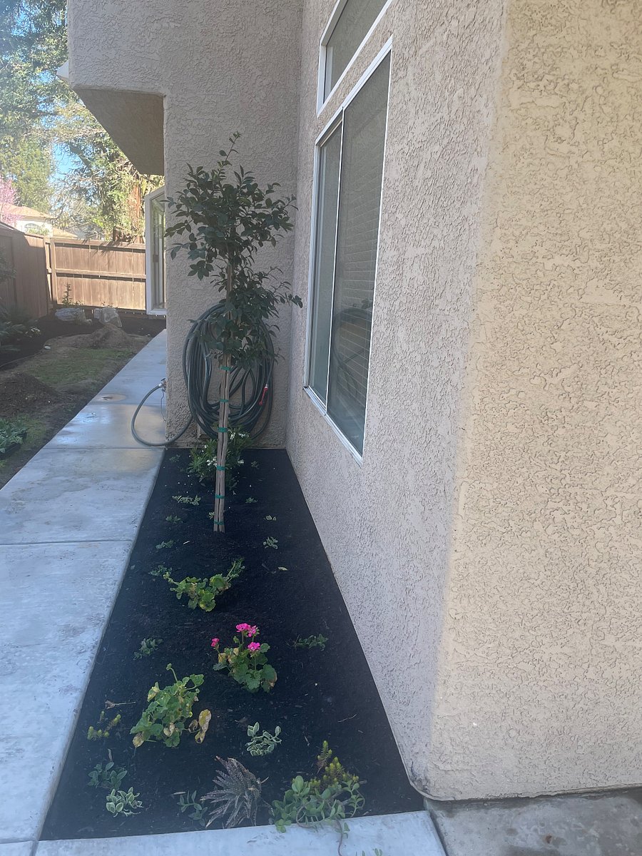 Camellia Tree and flower garden on back side of house.