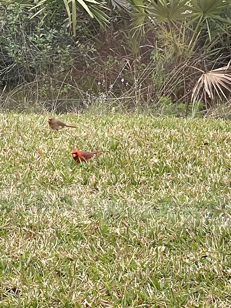Some of the many birds you'll see 