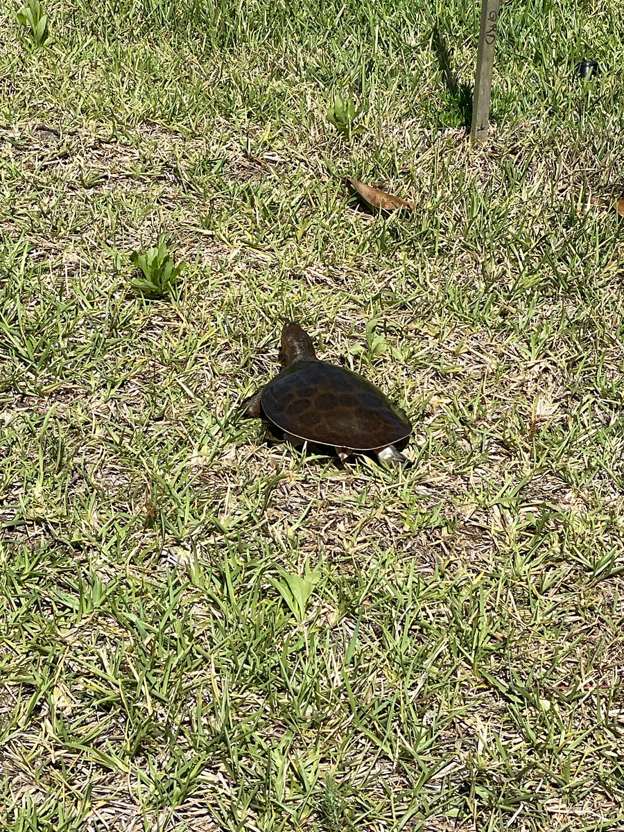 Another friend strolling by on the way to the preserve