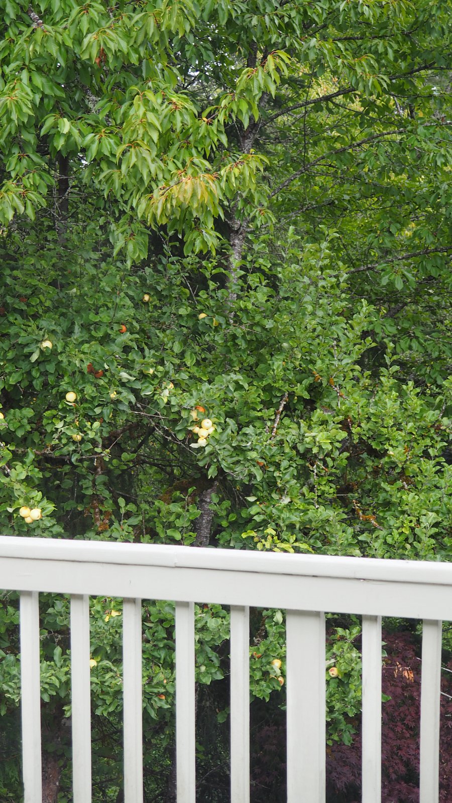 Enjoy your meals in the dining room with backyard views of apple and cherry trees.