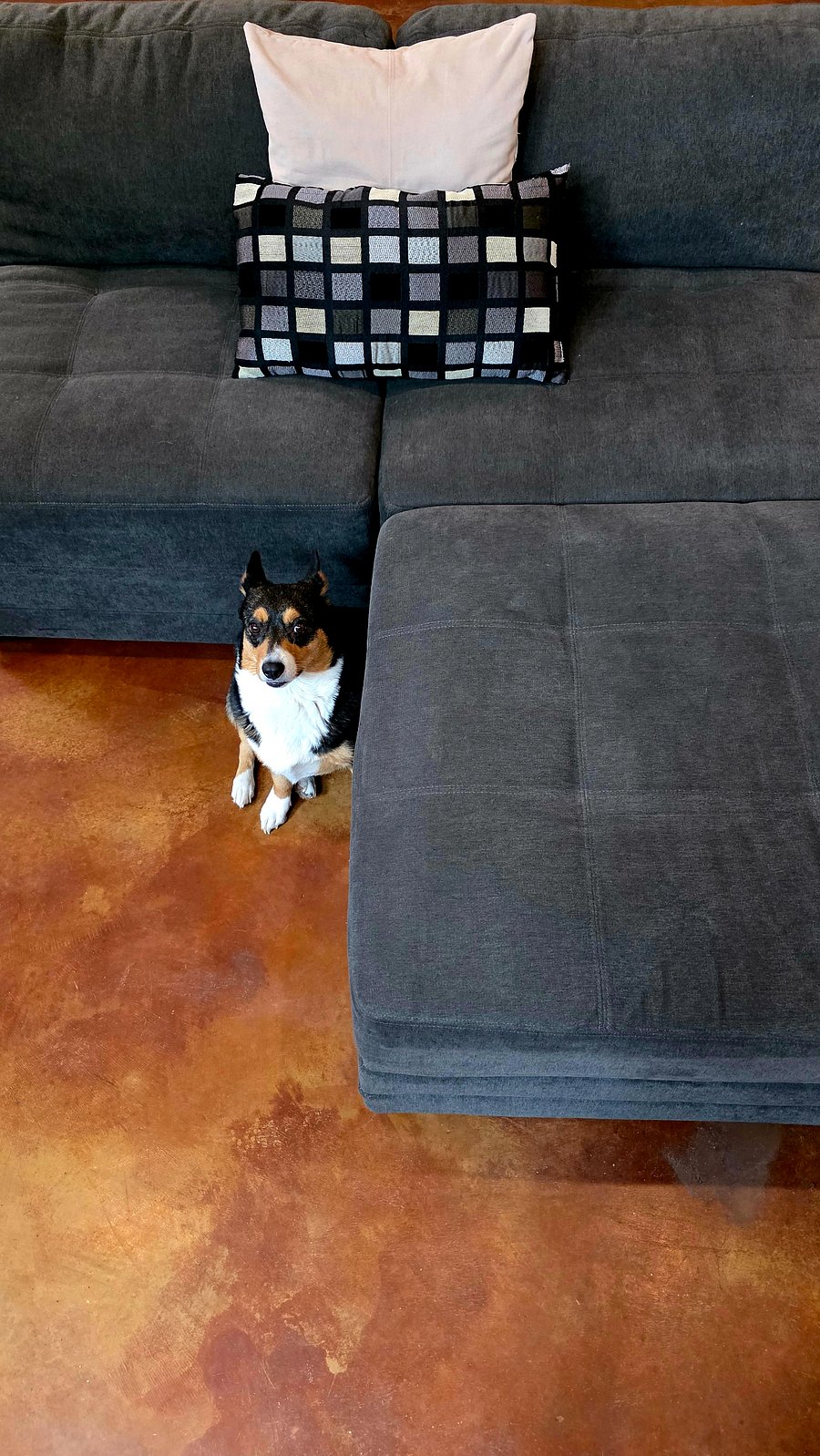 Small, sweet Corgi. Only out of her room when her owner is home.