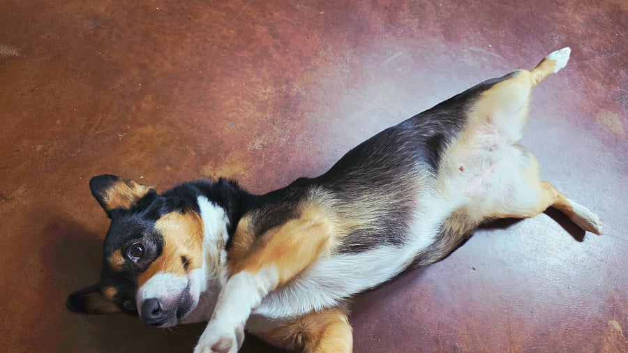 Sweetest little Corgi.