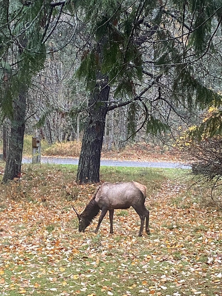 Watch the elk stroll by