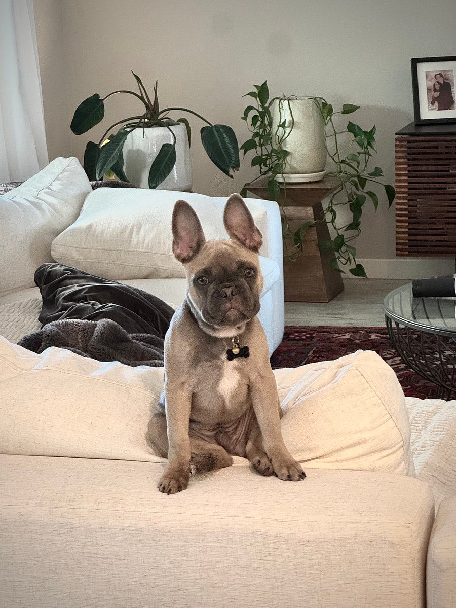 Small dog on premises. Very quiet, 18 pound Frenchie. 