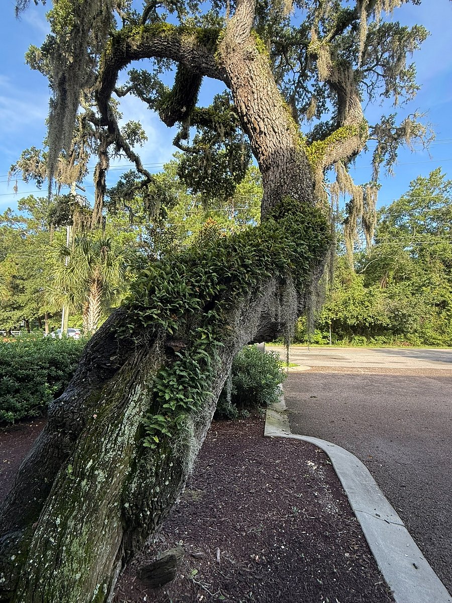 Resurrection ferns on the front tree...they turn green every time it rains.  Parking space to right of base of tree.  Pic taken from front entryway.