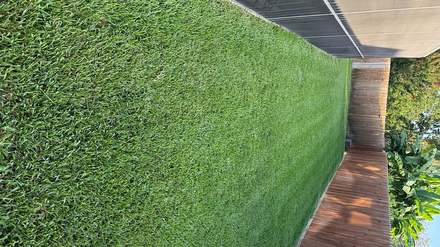Back yard