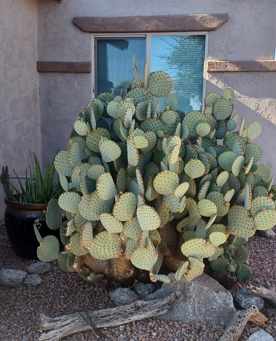 There are so many beautiful desert plants surrounding the house.