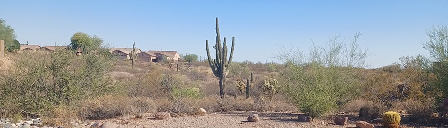 A view of the desert wash across the street from the house.