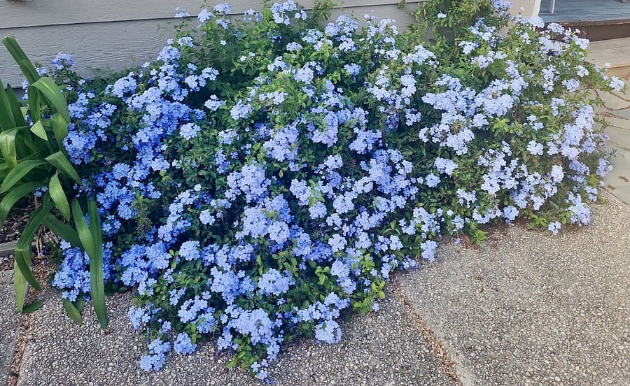 blooming garden in backyard