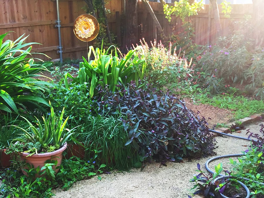 Garden is always changing. Sit and enjoy 