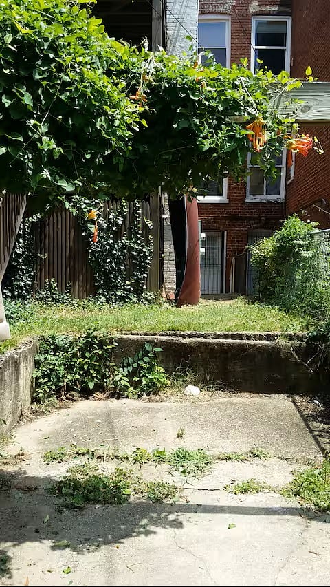 back yard