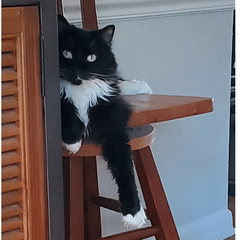 Upstairs tenant