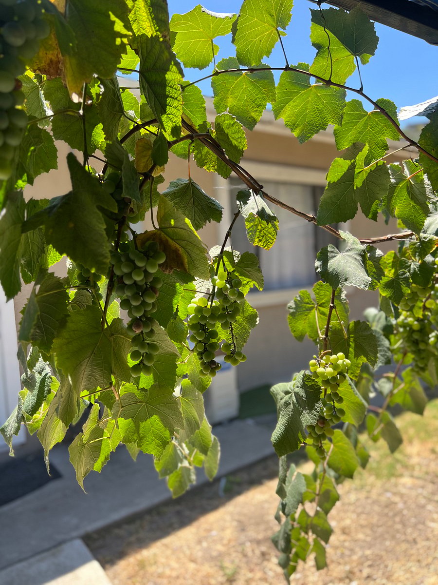 Grapes at your dispense. 