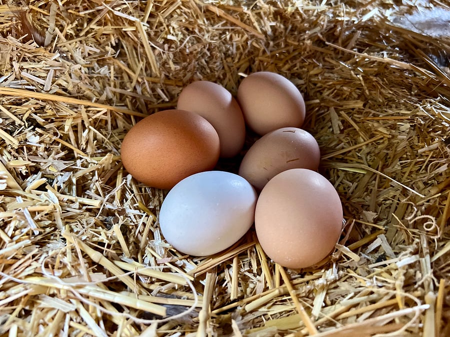 Fresh eggs upon request. 