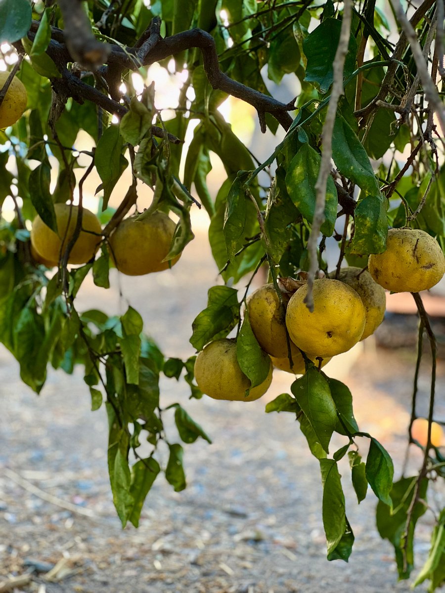 Fresh pamelos upon request. 