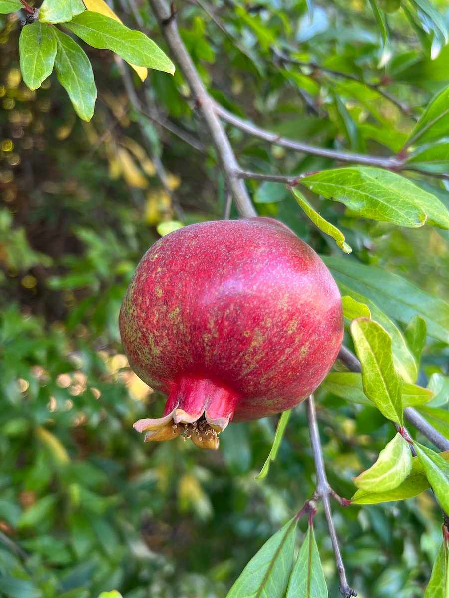 Pomegranates at your dispense. 