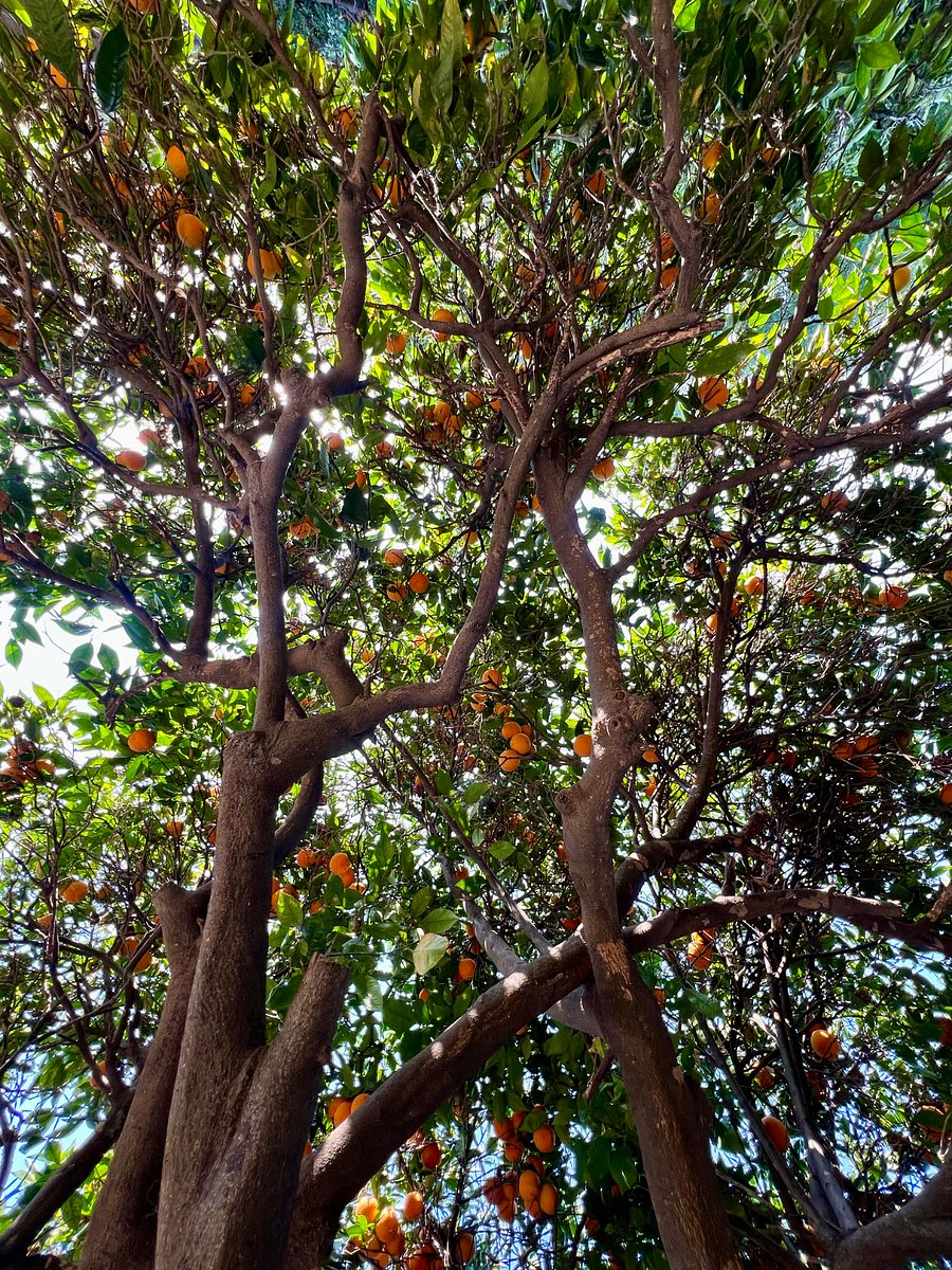 Seasonal citrus upon request. 