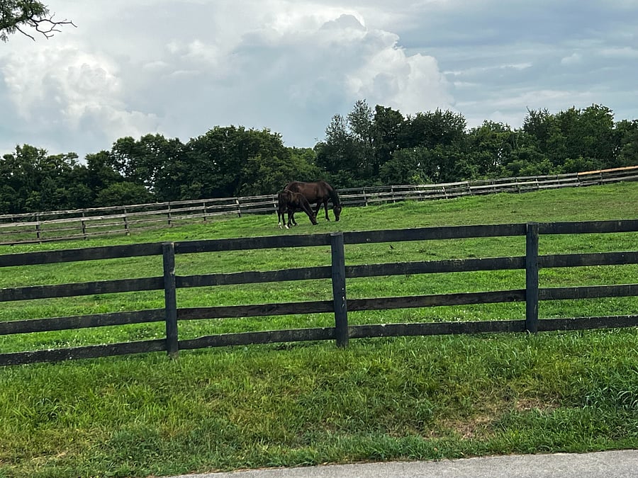 Horse farm - view from front of house