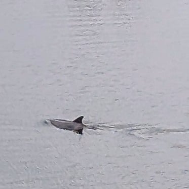 A dolphin seen from the balcony