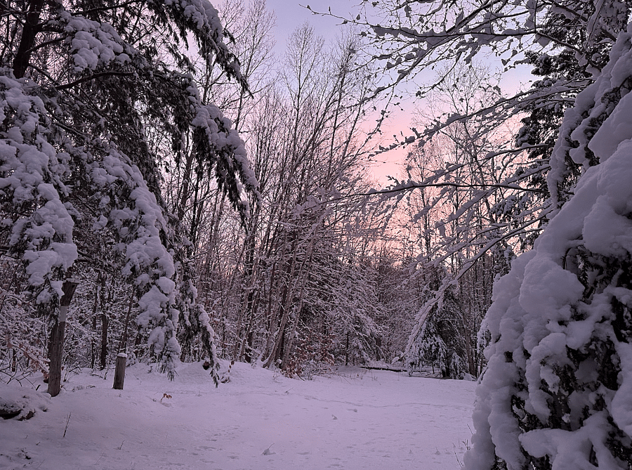 Acreage/ woods
