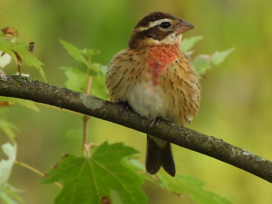 Backyard bird- Rose-breasted Grosbeak 