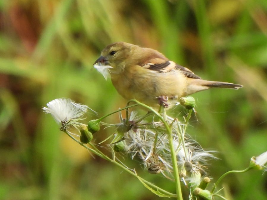 Backyard bird- American Goldfinch 