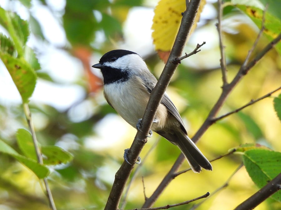 Backyard bird- Carolina Chickadee 