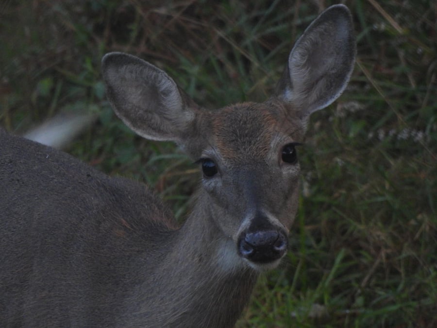 Neighborhood wildlife: White-tailed Deer