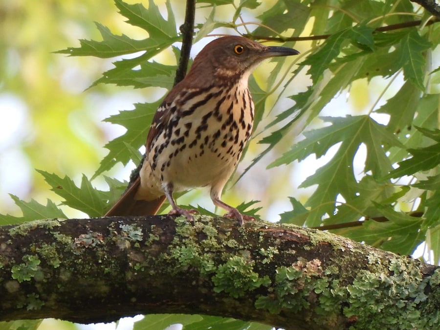 Backyard bird: Brown Thrasher 