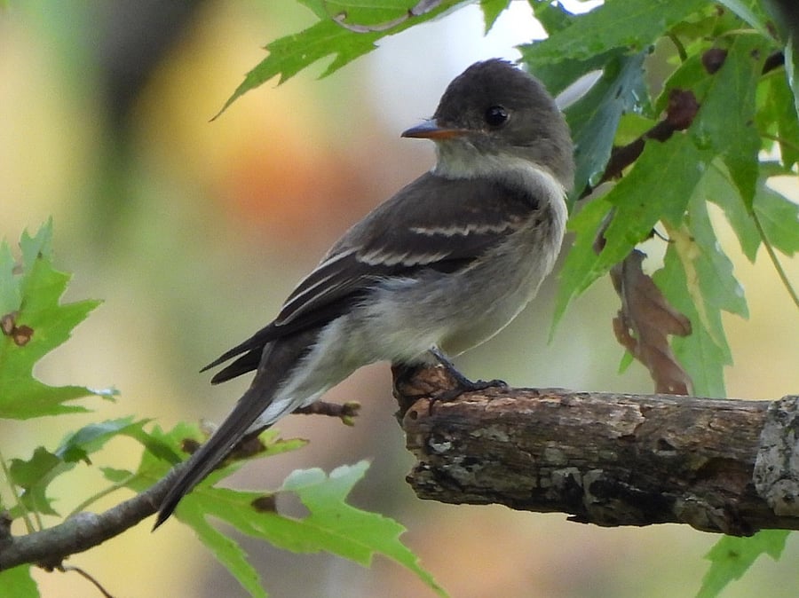 Backyard bird: Eastern Wood Peewee