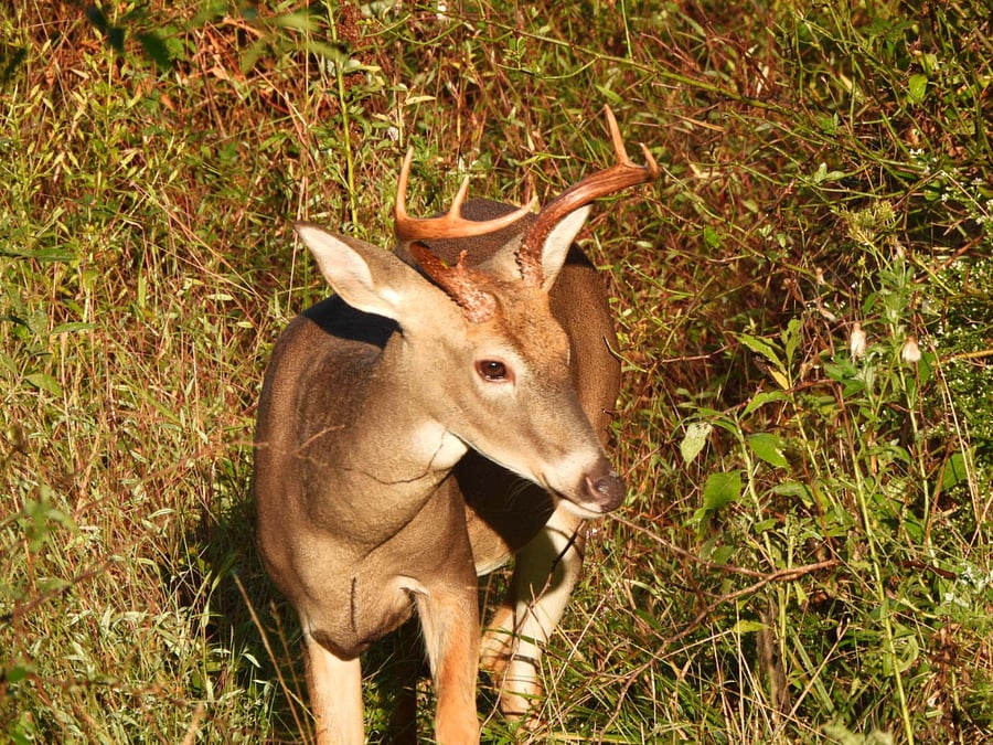 Neighborhood wildlife: White-tailed Deer 