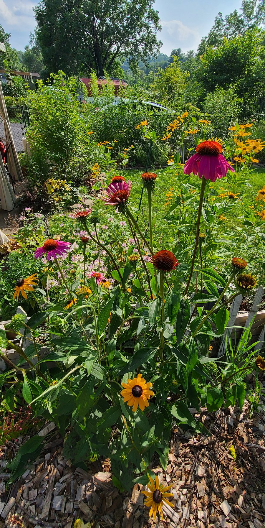 Back yard flowers l