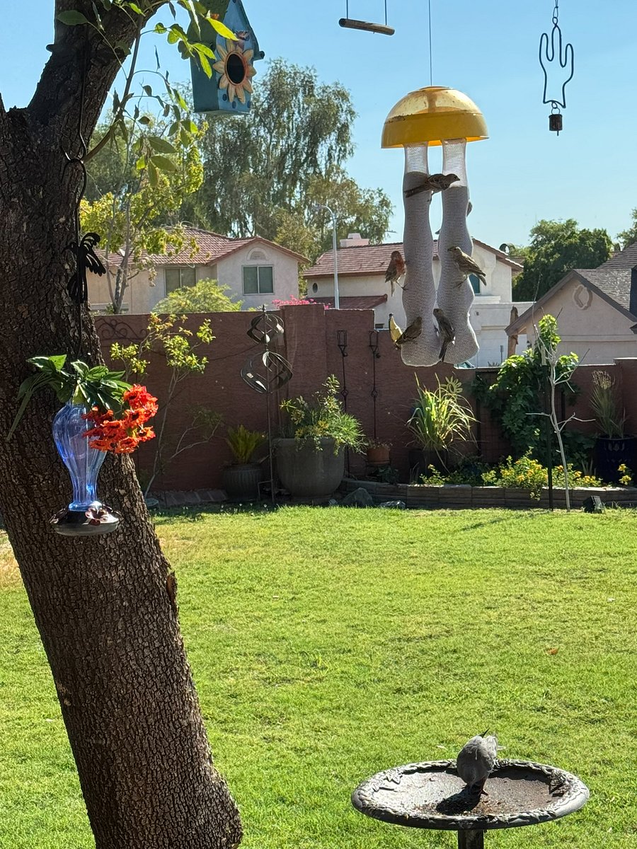 Finches out the kitchen window.