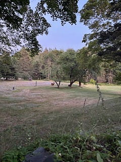 Enjoy the Islands Wildlife from the patio as they graze for dinnertime apple cobbler.