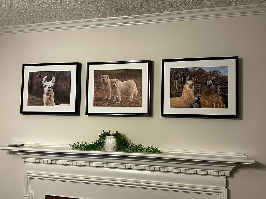 Throughout the house, you will see photos of life on the farm featuring many of the four-legged residents on the property.  