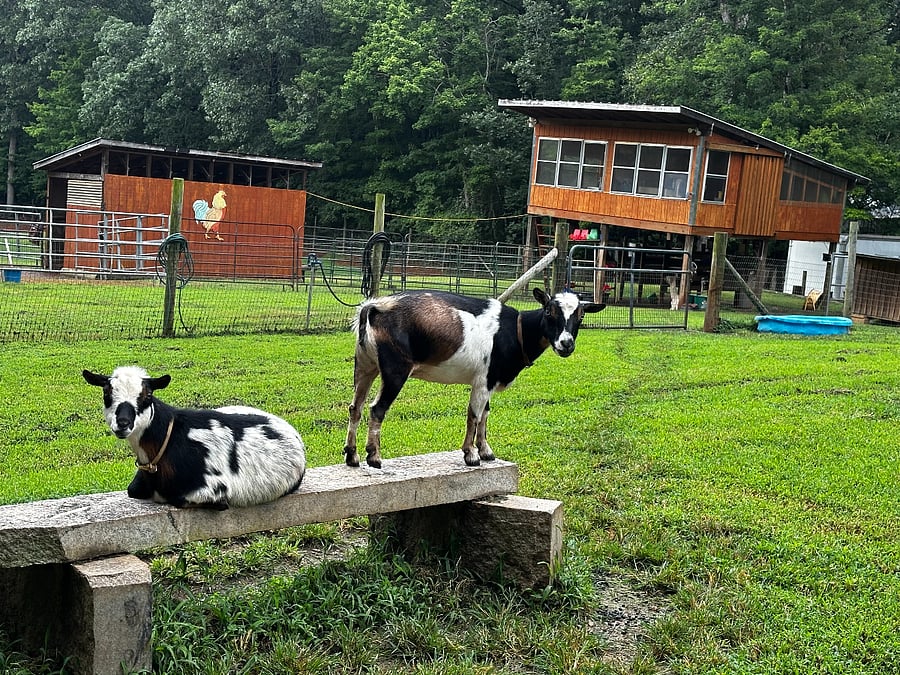 Meet some of our four-legged residents featuring a couple of our female Nigerian dwarf goats, Allegheny and Thumbelina.  