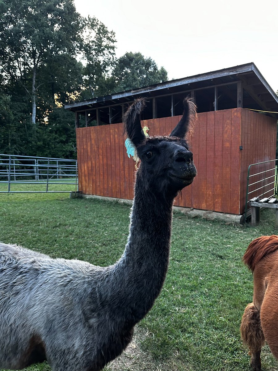 You can't miss the stoic presence of Jack the llama.  He may look large and intimidating, but he's really a big baby who loves scratches and being brushed. 