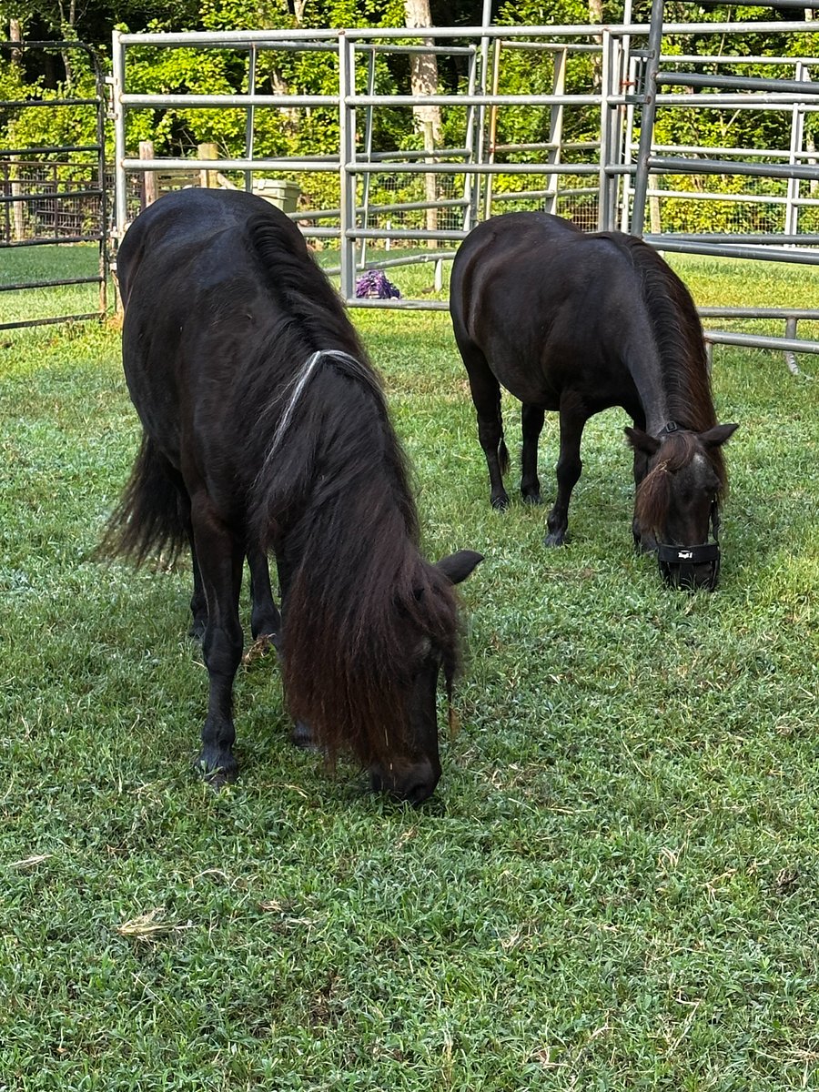 Our miniature horses, Ginger and Moonpie, are huge personalities on our farm as well.  There small stature gains them a great deal of attention from visitors. 