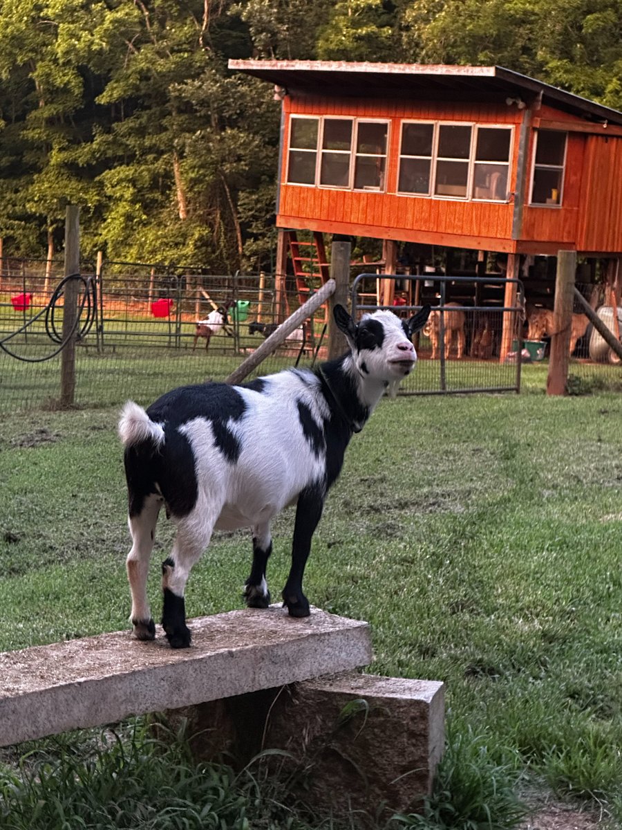 Meet Bailey, who you will see hanging pretty close to her twin brother.  She's another farm favorite of our little visitors. 