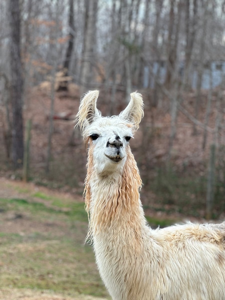 Warrior, a suri llama, is often adored because of this beautiful fiber.  