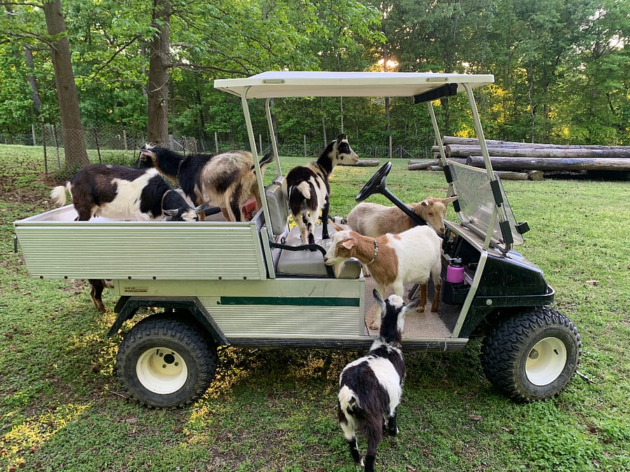 The day the goats took over the golf cart!  This is definitely one of many farm stories to share. 