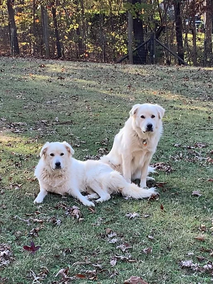 These beautiful girls are the protectors of the herd, Layla and Piper.  Don't be fooled.  Belly rubs are their favorite part of the day! 