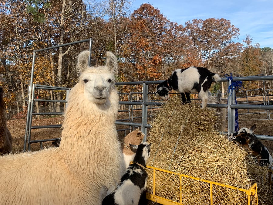 Our regal love bug, Diego, is one of our visitor favorites.  He often is seen watching out for the little on the farm as well. 
